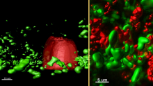 Bacterial conversations Bacterial conversations