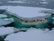 Sea ice in Antarctica showing a brown layer of ice algae (Credit Rick Cavicchioli) Sea ice in Antarctica showing a brown layer of ice algae (Credit Rick Cavicchioli)