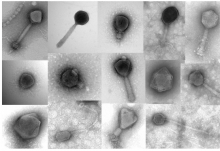 Bacteriophage diversity (Courtesy The ISME Journal) Bacteriophage diversity (Courtesy The ISME Journal)