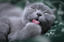 Cat Tongue Cat Tongue