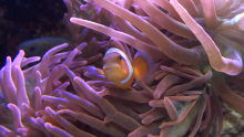 Clownfish in anemone Clownfish in anemone