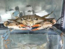 Blue crab and mud crabs - horizontal Blue crab and mud crabs - horizontal