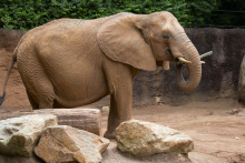 Elephant at Zoo Atlanta Elephant at Zoo Atlanta