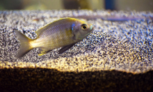 Cichlid fish Cichlid fish