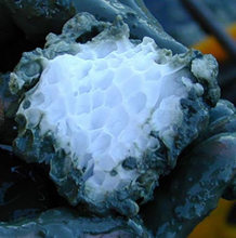 Structure of a methane clathrate block found in Oregon. (Source: Wikimedia Commons) Structure of a methane clathrate block found in Oregon. (Source: Wikimedia Commons)