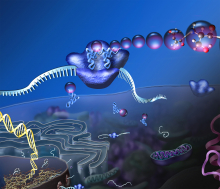 Ribosome illustration Ribosome illustration