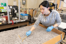 Studying snakes on granular surfaces Studying snakes on granular surfaces
