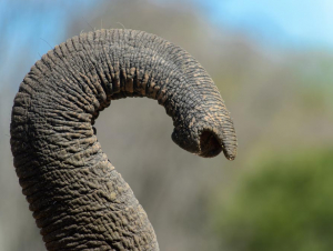 Elephant trunk (By Anton Ivanov, Shutterstock)