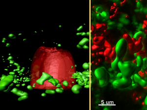 Bacterial conversations