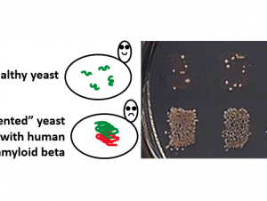 Healthy vs damaged yeast (Courtesy of Yury Chernoff)