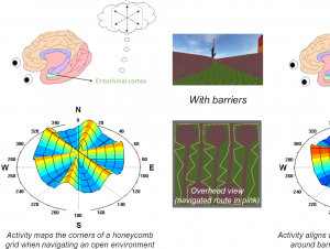 Barriers fragment the brain's map of an open environment (Courtesy of Thackery Brown)