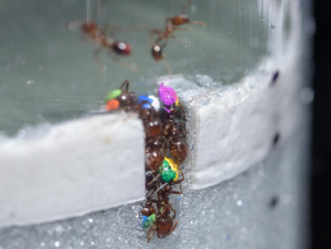 Ants digging tunnels