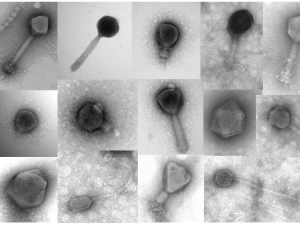 Bacteriophage diversity (Courtesy The ISME Journal)