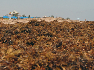 Beached Sargassum