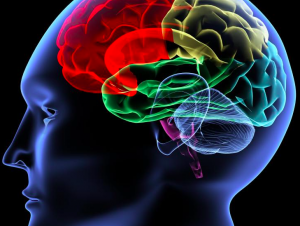 Graphic representation of the human brain 