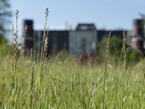 EcoCommons Grass