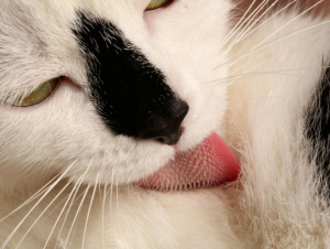 Cat grooming with tongue (Candler Hobbs/Georgia Tech)
