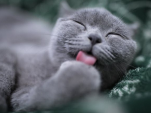 Cat Tongue