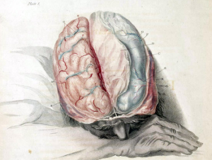 "Charles Bell Anatomy of the Brain, c. 1802" (Wikimedia Commons, Shaheen Lakhan)