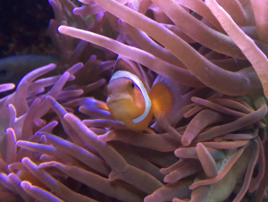 Clownfish in anemone