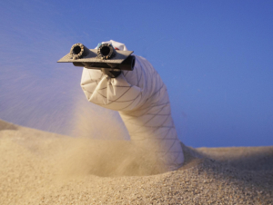 Researchers have developed a fast, steerable, burrowing soft robot (Photo: UC Santa Barbara)