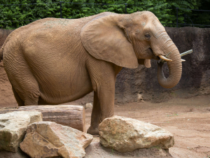 Elephant at Zoo Atlanta
