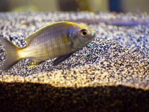 Cichlid fish
