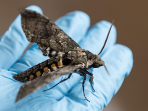 Hummingbird-sized hawk moth