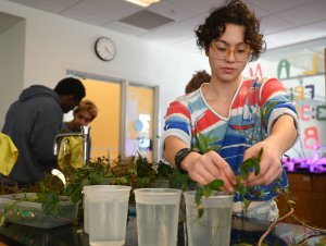 Students participate in the Plant Library. 