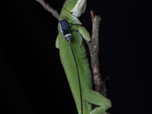 A lizard wearing one of the sensors, which weigh just three-hundredths of a gram each — the same as a two grains of rice. (Credit: Jon Suh)