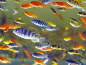 Researchers are studying Lake Malawi cichlids to explore connections between observed behavior and brain function.
