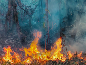 Wildfires
