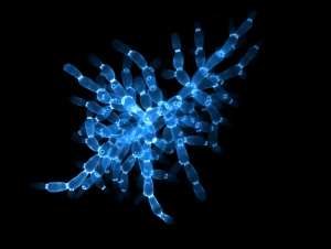 A magnified view of the "branchy structure" found in snowflake yeast (Image: Will Ratcliff)