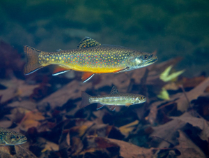 Brook Trout