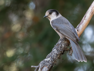 The Canada Jay is one of the birds struggling in the Pacific Northwest. (Credit: Mason Maron) The Canada Jay is one of the birds struggling in the Pacific Northwest. (Credit: Mason Maron)