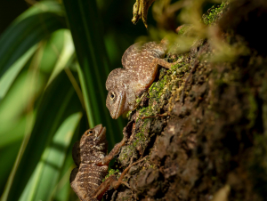 Two Cuban brown anoles, Anolis sagrei (Credit: Day's Edge Productions)