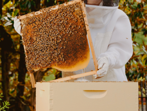Deb DeWitt serves as Georgia Tech’s 2025 Beekeeper in Residence with the Urban Honey Bee Project. Deb DeWitt serves as Georgia Tech’s 2025 Beekeeper in Residence with the Urban Honey Bee Project.