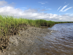 Degraded marsh on Cumberland Island, Georgia.