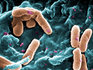 Electron microscope image of bacteria (Photo Janice Carr Wikimedia Commons).jpeg