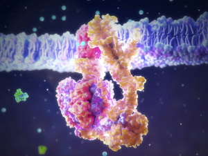 ATP synthase is an enzyme that has been using phosphate to generate life’s energy for millions of years.
