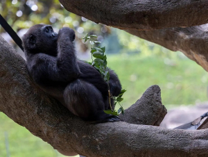 Photo credit: Adam Thompson, Zoo ATL