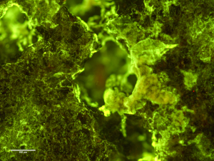 Microscopic image of biofilm on rock, Image Credit: NASA