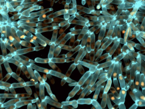 Evolved snowflake yeast