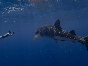 Cameron Perry with Whale Shark