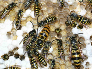 Vespula maculifrons queen, gyne, and males. 