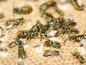 Yellow Jackets