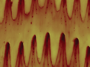 Microstructure of snake belly scales