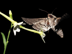 Video: Flight of the hawk moth 
