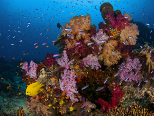 Lively Pacific reef