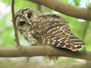 A barred owl on a tree in green space between the IBB and IEN buildings. Photo by Yumiko Sakurai